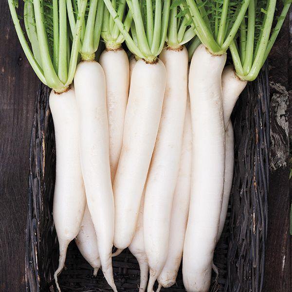 Rábano Daikon Miyashige (blanco) - Semillas Orgánicas ISLA