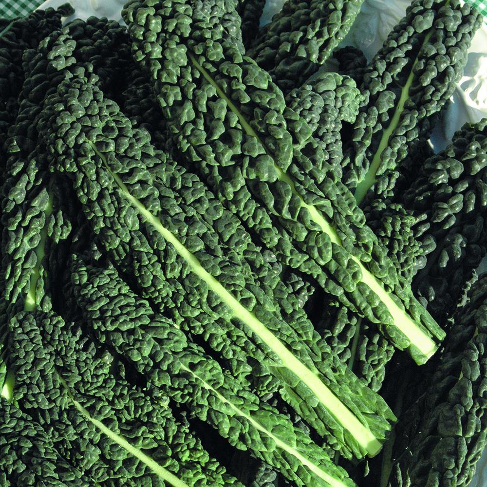 Kale (Berza) Toscano - Semillas Orgánicas ISLA