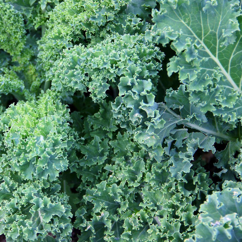 Kale (Berza) Escocés Rizado Azúl - Semillas Orgánicas ISLA