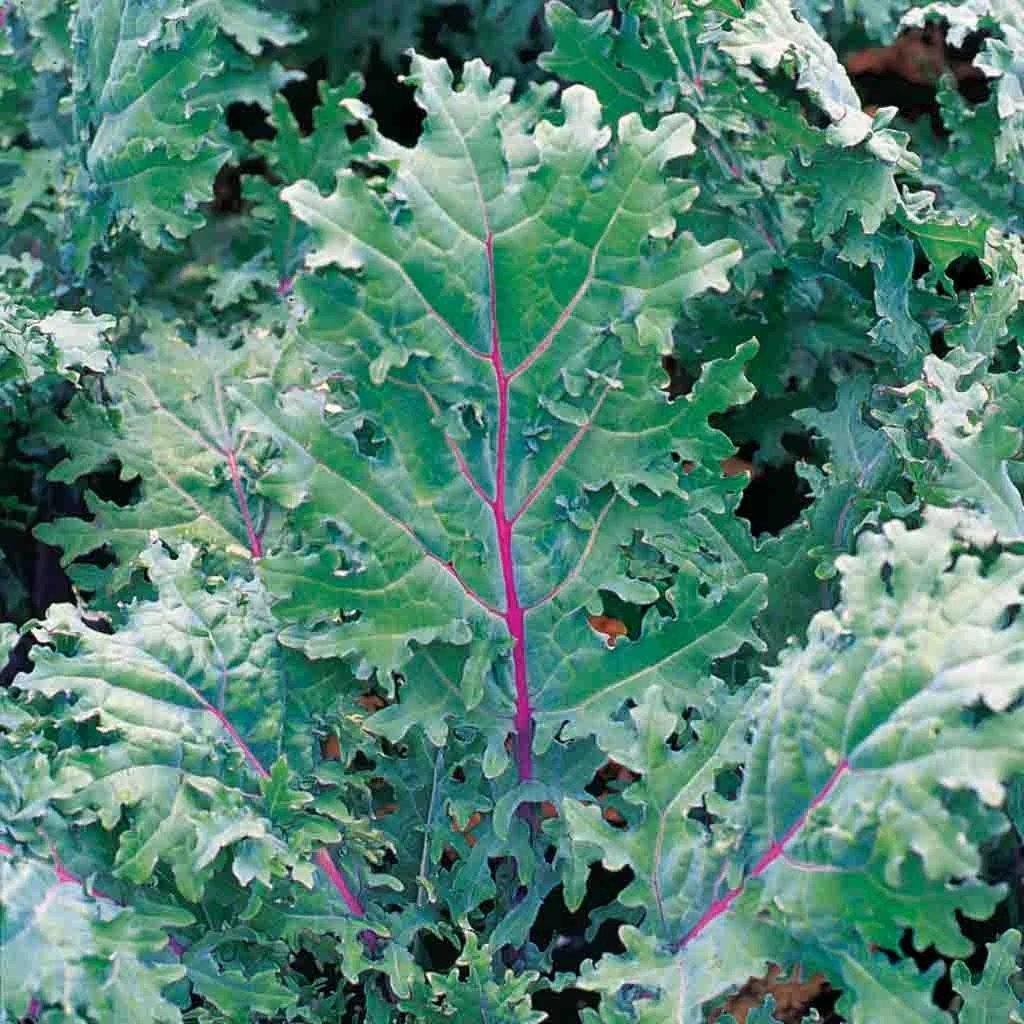 Kale (Berza) Ruso Rojo - Semillas Orgánicas ISLA