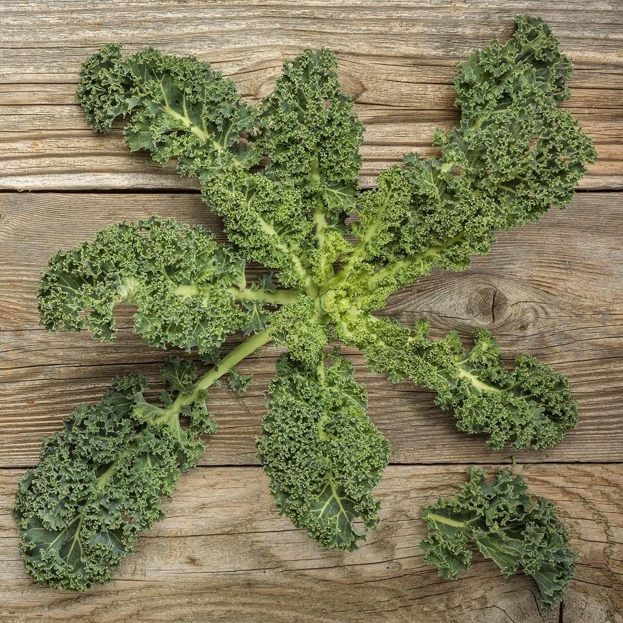 Kale (Berza) Escocés Rizado Azúl - Semillas Orgánicas ISLA