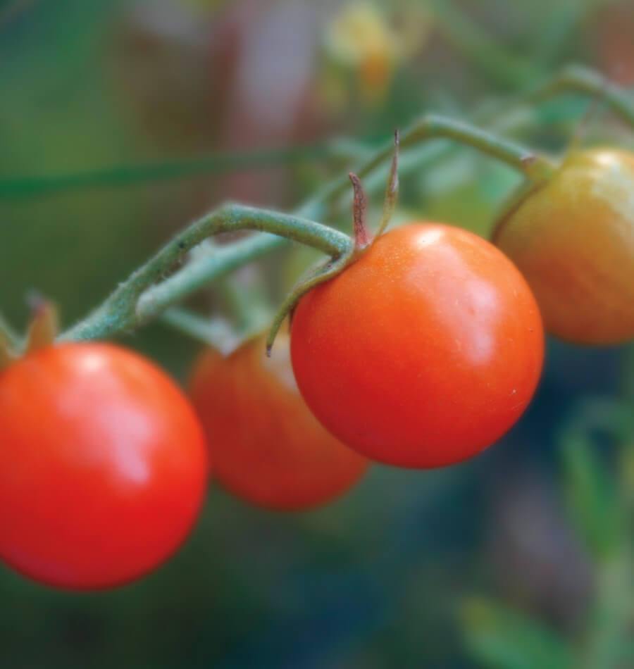 Jitomate Cherry Sweetie - Semillas Orgánicas ISLA