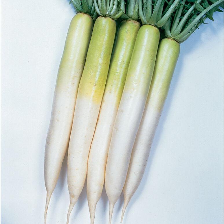 Rábano Daikon Miyashige (blanco) - Semillas Orgánicas ISLA