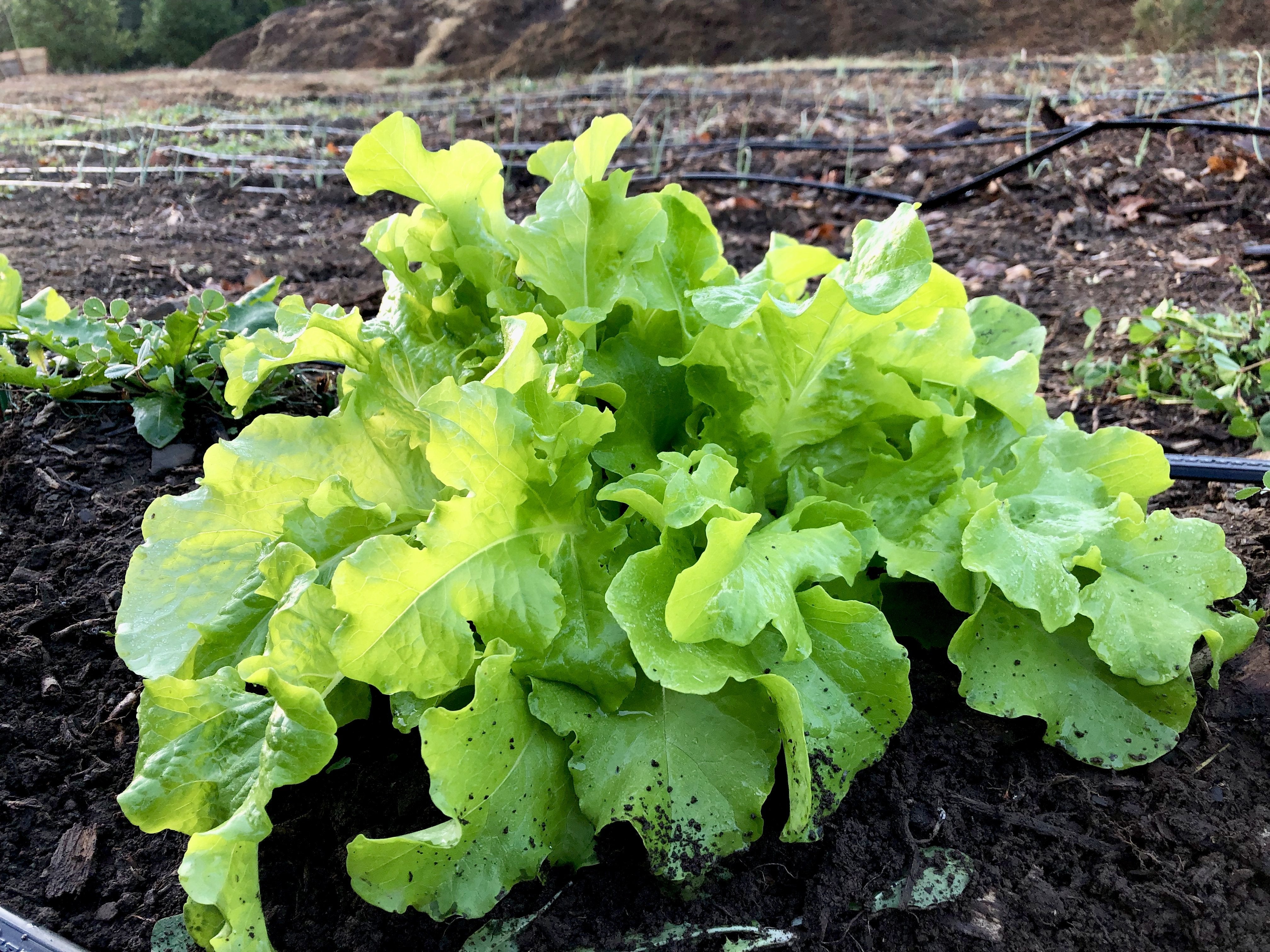 Lechuga Hoja de Roble Saladbowl - Semillas Orgánicas ISLA