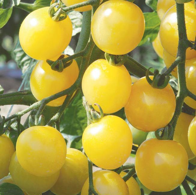 Jitomate Cherry Amarillo - Semillas Orgánicas ISLA